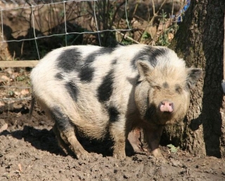  Puerco de Happy Forest 